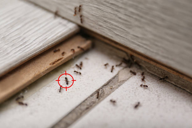 Best Affordable Pest Control Services  in Stone Mountain, GA