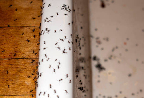 Best Local Pest Control Services  in Stone Mountain, GA