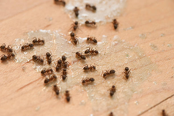 Best Residential Pest Control  in Stone Mountain, GA