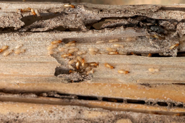 Best Best Pest Control Companies  in Stone Mountain, GA