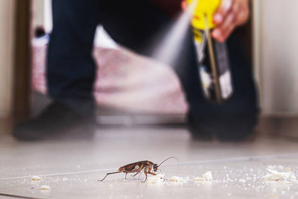 Best Affordable Pest Control Services  in Stone Mountain, GA