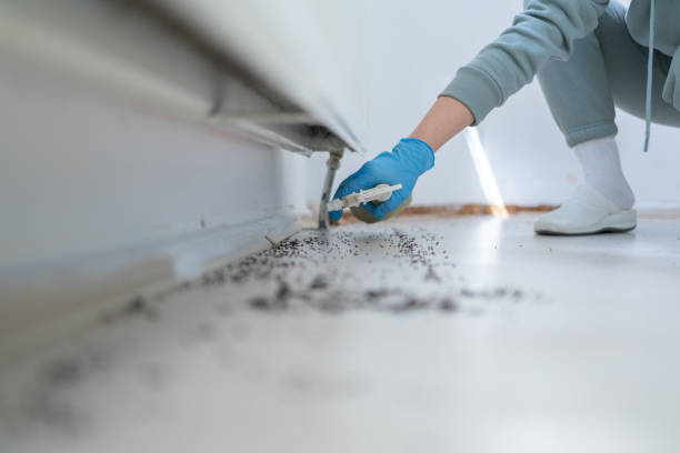 Insect Control in Stone Mountain, GA